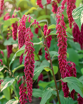 Love Lies Bleeding Seeds Amaranthus Caudatus Annual