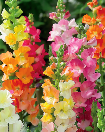 Snapdragon Half Tall seeds (Antirrhinum majus) – annual mix
