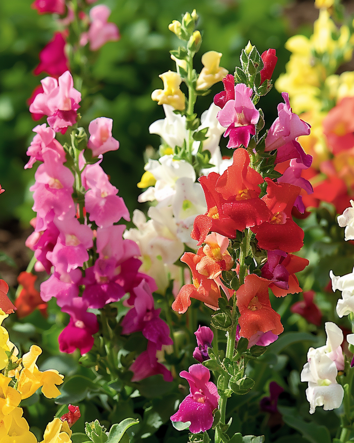 Snapdragon Tom Thumb Mixed seeds (Antirrhinum majus) – annual mix
