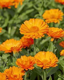 Pot Marigold Seeds Balls Orange Double Calendula Officinalis Annual
