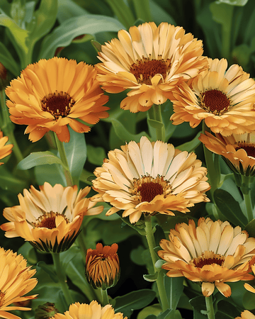 Ringelblume Touch Of Red Buff Samen (Calendula officinalis) – einjährige Blume