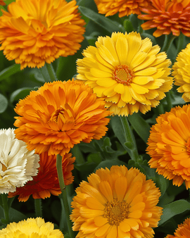 Pot Marigold Seeds Pacific Beauty Annual Calendula Officinalis