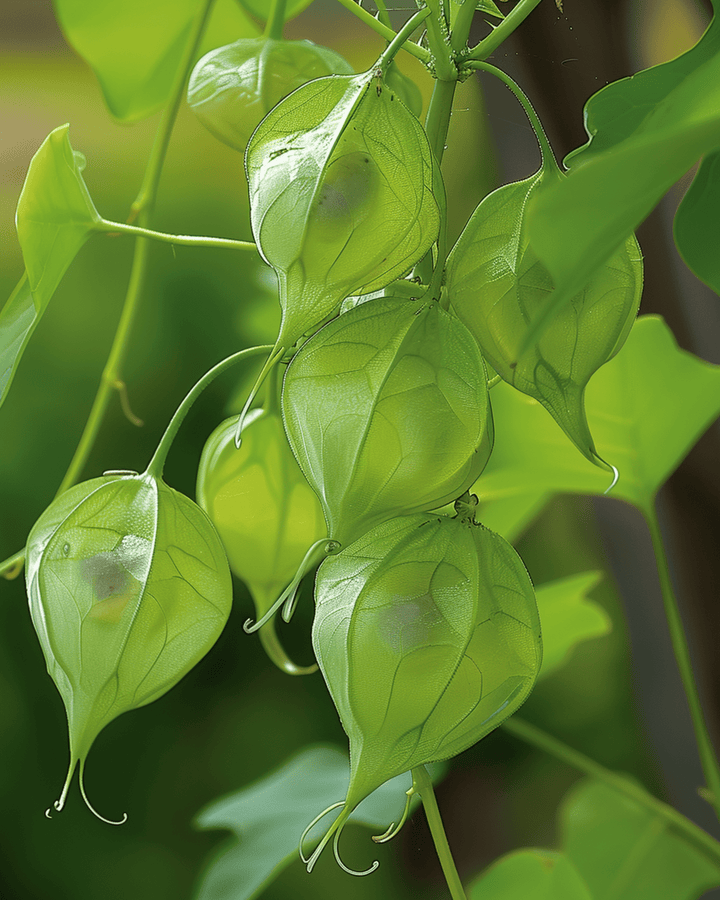 Love In A Puff Climber seeds (Cardiospermum halicacabum) – annual climber