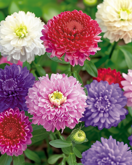 Aster Pompon Seeds Callistephus Chinensis Annual Mixed Pompon Aster