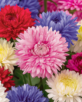 Aster Queen Of The Market Seeds Callistephus Chinensis Annual Mixed Colors