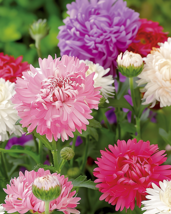 Aster Ostrich Feather Mixed Colors Samen (Callistephus chinensis) – einjährige Mischung