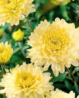 Aster Princess Yellow Seeds Callistephus Chinensis Annual