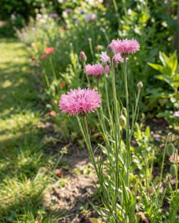 Kornblume Pink Ball (Centaurea cyanus) – einjährige Blumensamen von SeedsChoice