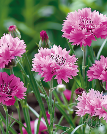 Kornblume Pink Ball Samen (Centaurea cyanus) – einjährige Blume