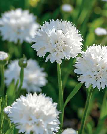 Cornflower White Ball seeds (Centaurea cyanus) – annual flower