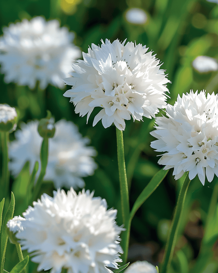 Kornblume White Ball Samen (Centaurea cyanus) – einjährige Blume