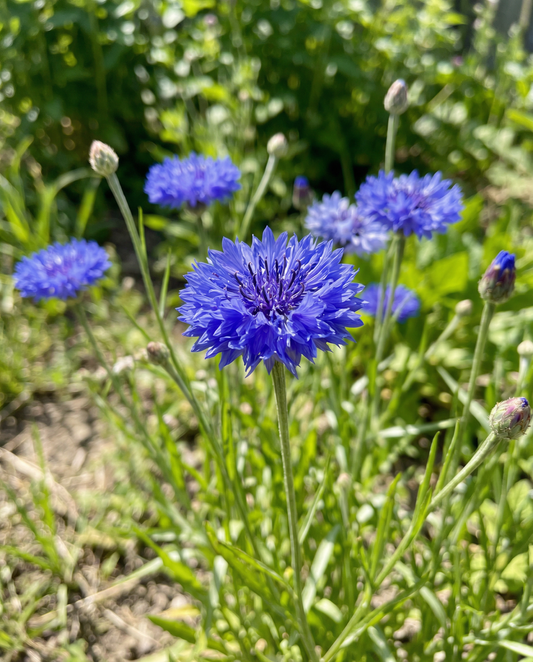 Kornblume Blue Ball (Centaurea cyanus) – Samen für einjährige Blumen von SeedsChoice