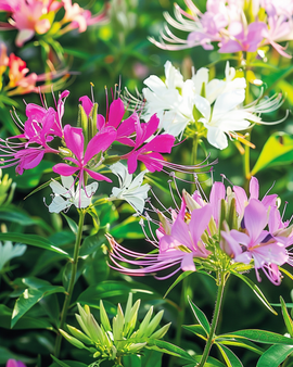 Spiderflower Seeds Cleome Hassleriana Colour Fountain Annual Mix