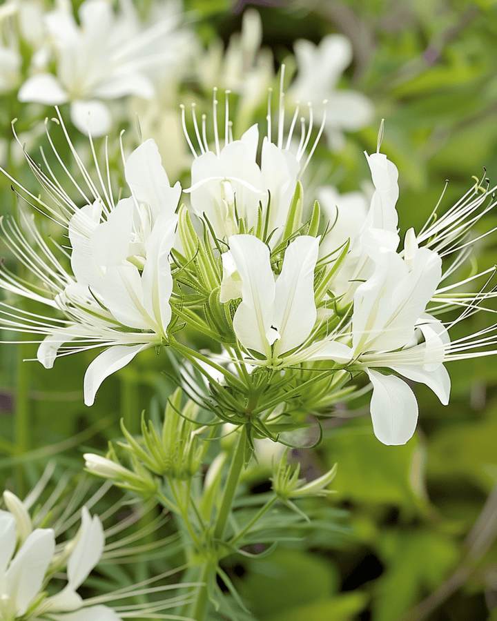 Spiderflower White Queen seeds (Cleome hassleriana) – annual flower