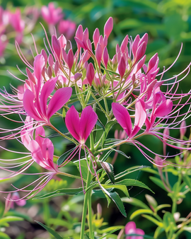 Spiderplant Rose Queen Seeds Cleome Hassleriana Annual Flower