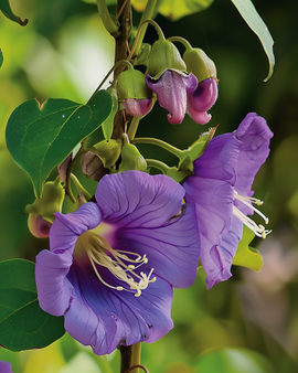 Cup And Saucer Vine Seeds Cobaea Scandens Annual Climber