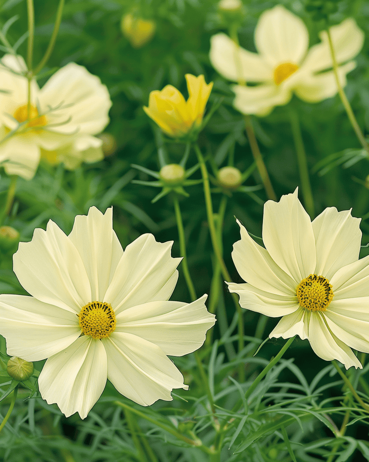 Xanthos seeds (Cosmos bipinnatus) – annual flower