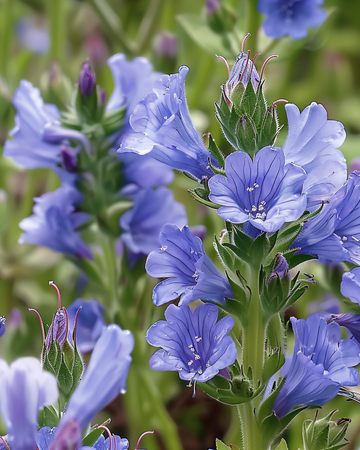 Natternkopf Samen (Echium plantagineum) – einjährige Blume