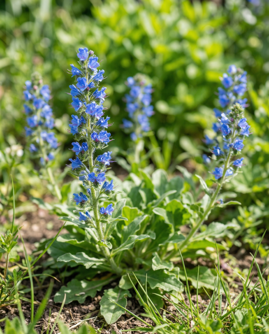 Viper's Bugloss (Echium plantagineum) – annual flower seeds from SeedsChoice