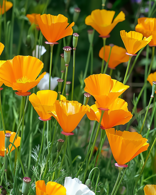 Single Flowered Mixed Mix – annual flower seeds from SeedsChoice