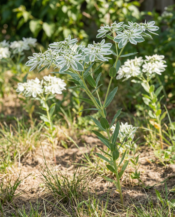 Snow On The Mountain (Euphorbia marginata) – einjährige Blumensamen von SeedsChoice