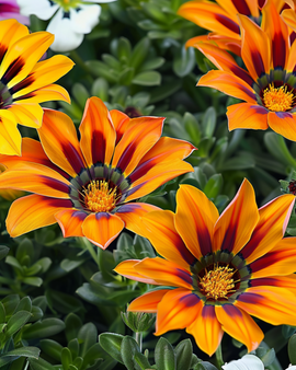 Treasure Flower Seeds Gazania Rigens Annual Mix F1 Tiger