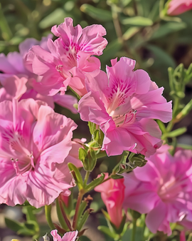 Godetia Seeds Clarkia Amoena Sweetheart Pink Annual Flowered Azalea