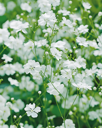Baby's Breath Covent Garden White Samen (Gypsophila elegans) – einjährig