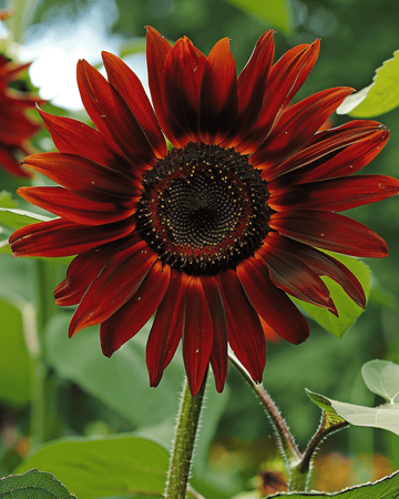 Sunflower Evening Sun seeds (Helianthus annuus) – annual flower