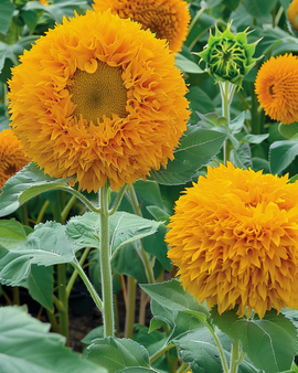 Sunflower Sungold Seeds Helianthus Annuus Annual Double Flowered Dwarf