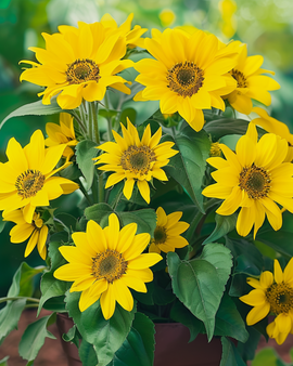Sunflower Seeds For Pots Helianthus Annuus Pacino Annual 40 Cm