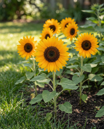 Sunflower Sunrich Orange F1 Pollenfree (Helianthus annuus) – annual flower seeds from SeedsChoice