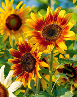 Sunflower Esther Seeds Helianthus Debilis Annual