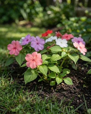 Fleißiges Lieschen Baby Mixed (Impatiens walleriana) – einjährige Blumensamen von SeedsChoice