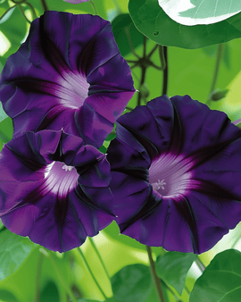 Ipomoea Purpurea Seeds Grandpa Ott Annual Climber Purple Flowers