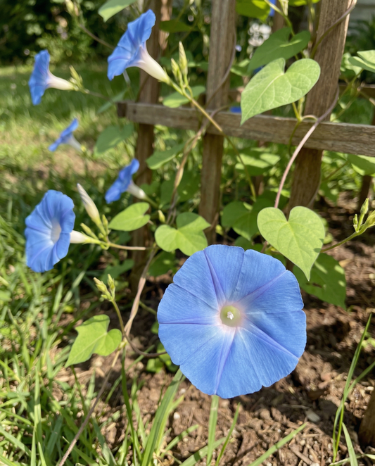 Trichterwinde Clarks Blue (Ipomoea tricolor) – einjährige Kletterpflanze Samen von SeedsChoice