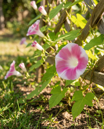 Venice Pink Climber Vine Mix (Ipomoea tricolor) – annual climber seeds from SeedsChoice