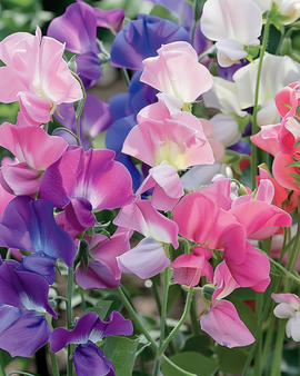 Sweet Pea Seeds Bijou Lathyrus Odoratus Annual Mix