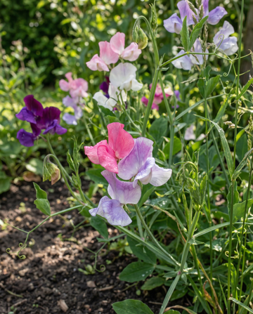 Sweet Pea Colorama Mix (Lathyrus odoratus) – annual flower seeds from SeedsChoice