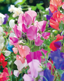 Sweet Pea Seeds Colorama Mix Annual Lathyrus Odoratus