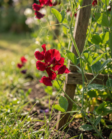 Sweet Pea Royal Family Red Climber (Lathyrus odoratus) – annual climber seeds from SeedsChoice