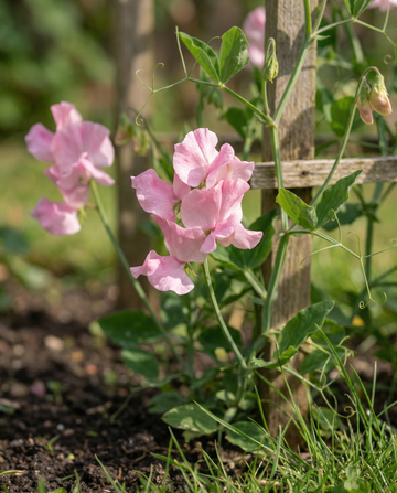 Duftwicke Royal Family Pink (Lathyrus odoratus) – einjährige Blumensamen von SeedsChoice