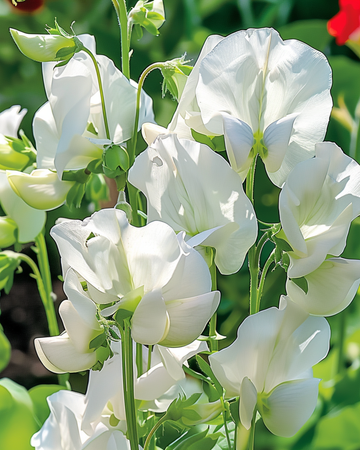 Duftwicke Royal Family White Samen (Lathyrus odoratus) – einjährige Blume