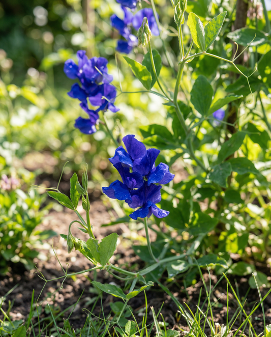 Sweet Pea Royal Family Blue (Lathyrus odoratus) – annual flower seeds from SeedsChoice
