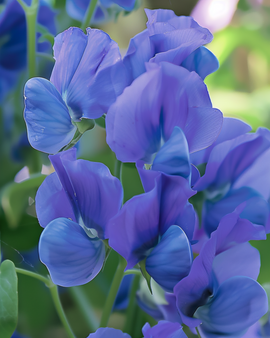 Sweet Pea Seeds Royal Family Blue Lathyrus Odoratus Annual