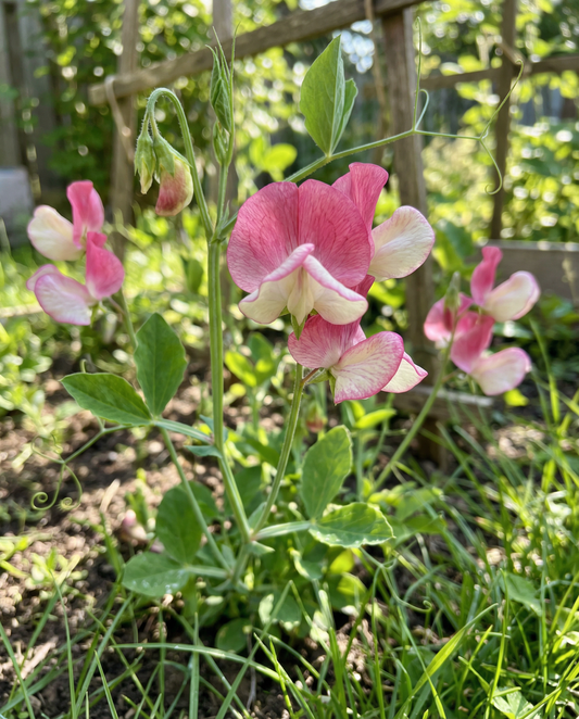 Sweet Pea Painted Lady Climber (Lathyrus odoratus) – annual climber seeds from SeedsChoice