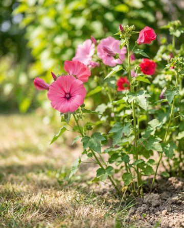 Mallow Pink Red Mix (Lavatera trimestris) – annual flower seeds from SeedsChoice