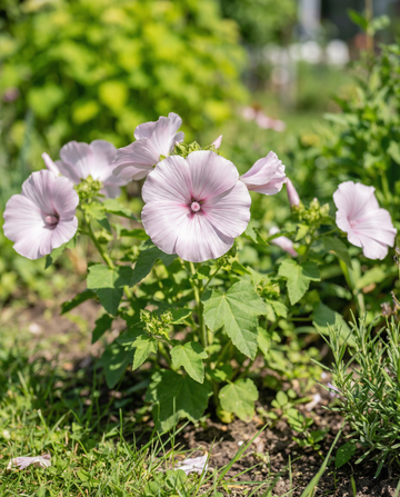 Malve Silver Cup (Lavatera trimestris) – einjährige Blumensamen von SeedsChoice