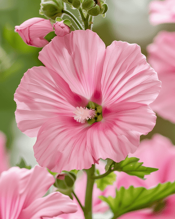 Malve Silver Cup Samen (Lavatera trimestris) – einjährige Blume