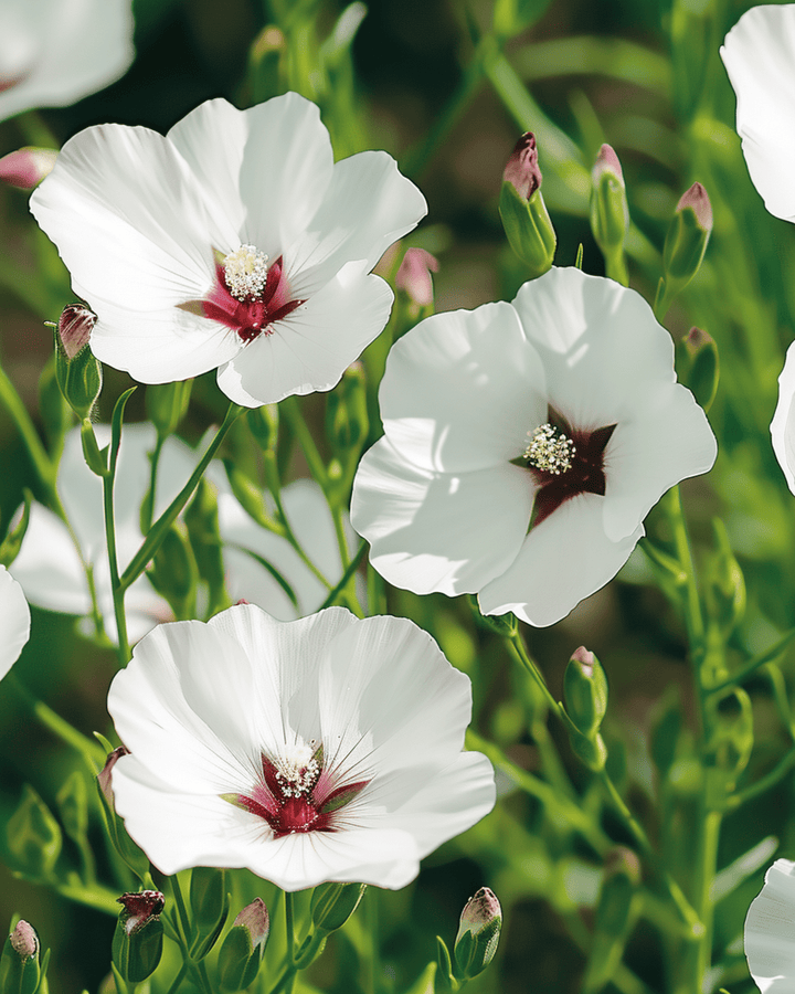 Flachs Bright Eyes Samen (Linum grandiflorum) – einjährige Blume